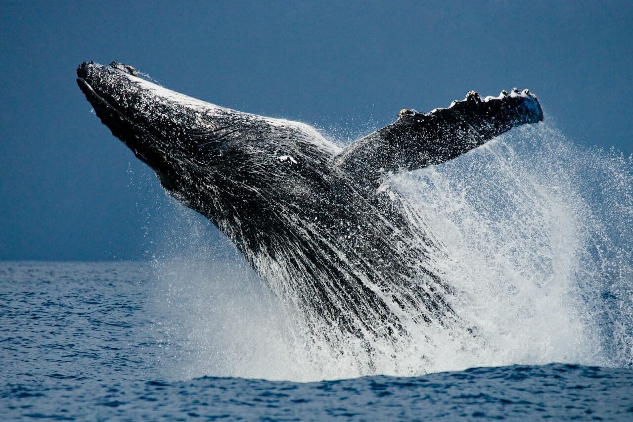 【大人の雑学】最大の生物「クジラ」にまつわる雑学